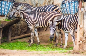 濒危野生动物斑马图片